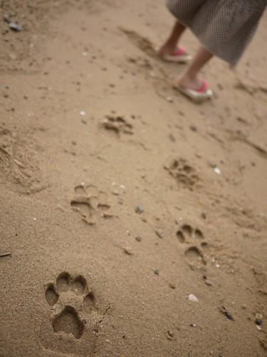 huellas Chanclas de animales para la playa