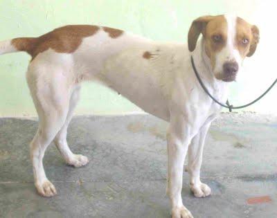 SOLE, cachorra tres meses en la perrera. (Valencia)