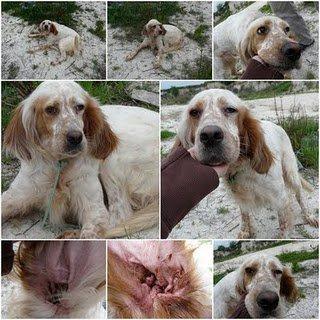 Setter, a la que quieren pegar un tiro Setter, a la que quieren pegar un tiro