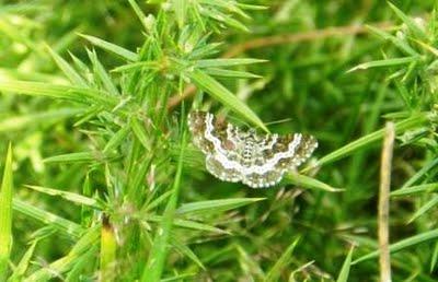 Otros lepidópteros Otros lepidópteros