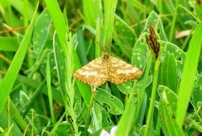 Otros lepidópteros Otros lepidópteros