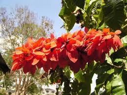 Flor Nacional de Trinidad y Tobago