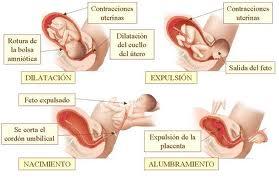Las fases del parto