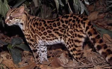 El margay,un gato desconocido