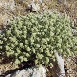 Zamarrilla, planta, fotos Zamarrilla, planta, fotos