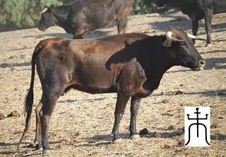 SE INICIA LA CUENTA ATRÁS PARA EL TORO DE CUERDA DE CARCABUEY 2011