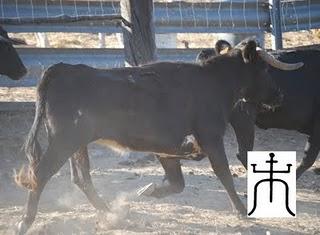 SE INICIA LA CUENTA ATRÁS PARA EL TORO DE CUERDA DE CARCABUEY 2011