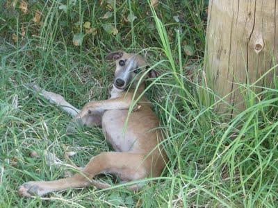 Mama galga y galguitos bebes en los huesos! Mama galga y galguitos bebes en los huesos!