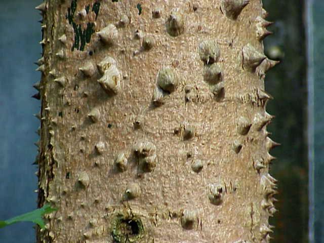 Arboles con bonitas cortezas