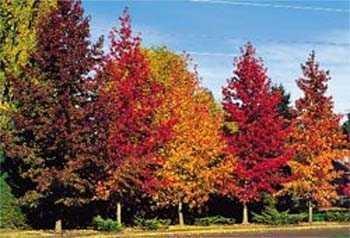 Arboles con bonitas cortezas