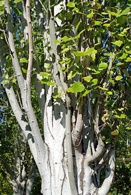 Arboles con bonitas cortezas