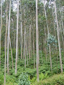 Arboles con bonitas cortezas