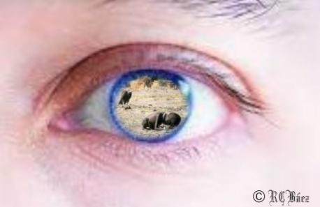 Ojos que no ven Ojos que no ven