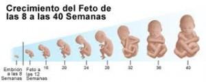 desarrollofetal Primeras semanas de gestación son clave en desarrollo fetal