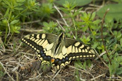 El macaón El macaón