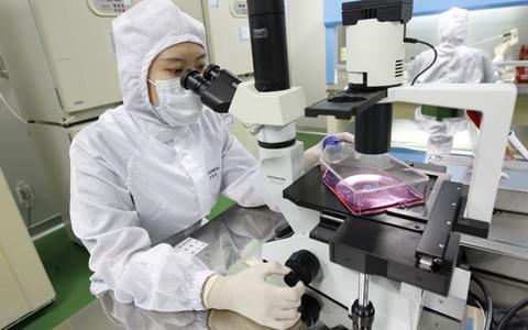 Fallo a favor de células madres Fallo a favor de células madres