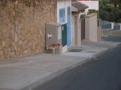 Manoli, podenca abandonada. (Córdoba)