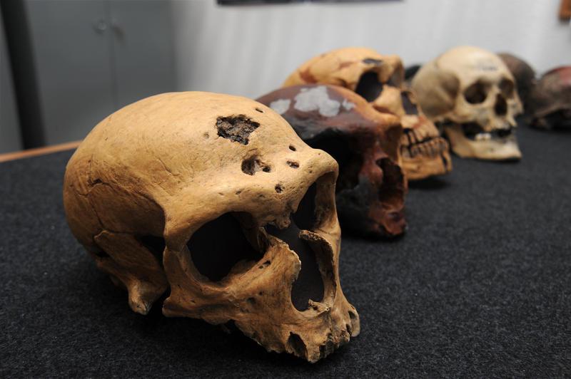 La supremacía numérica del ‘Homo sapiens’ pudo provocar la desaparición de los neandertales La supremacía numérica del ‘Homo sapiens’ pudo provocar la desaparición de los neandertales