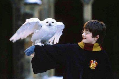 Harry Potter 1 Harry: un amigo que te quiere bien