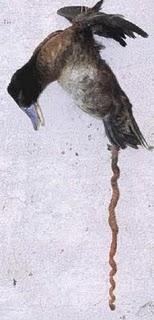 Patos Necrófilos Homosexuales Patos Necrófilos Homosexuales