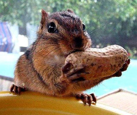 Jugando a… Annihilation! Jugando a… Annihilation!