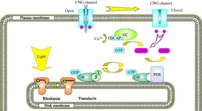 cascada biologica rodopsina
