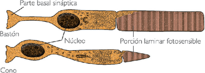 células fotosensibles de la retina bastones conos