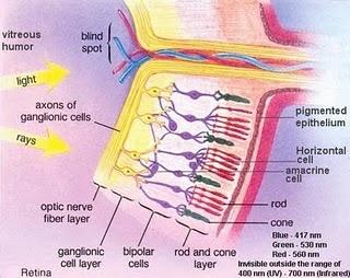 esquema de la retina, retine scheme