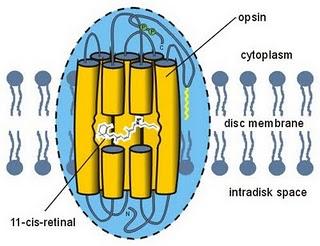 estrucutra rodopsina opsina más cis retinal