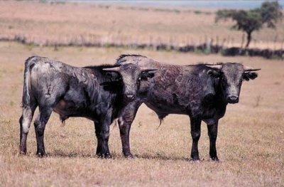 Ya un par de añitos: sin complejos Ya un par de añitos: sin complejos