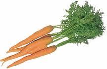 zanahorias La zanahoria como planta medicinal