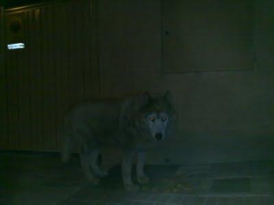 AYUDA URGENTE macho nordico en la calle en Jaén.