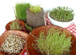 Hierbas para hacer tisanas o infusiones Hierbas para hacer tisanas o infusiones