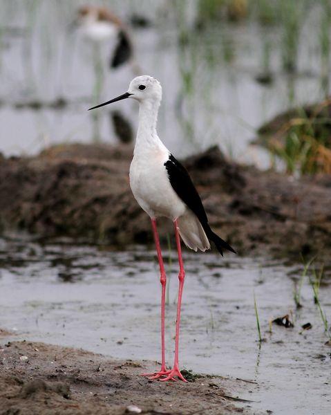 CIGÜEÑULAS Y AVOCETAS-AVOCET AND BLACK WINGED STILT(DELTA DEL EBRO JULIO 2011)