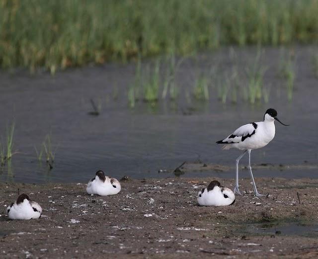 CIGÜEÑULAS Y AVOCETAS-AVOCET AND BLACK WINGED STILT(DELTA DEL EBRO JULIO 2011)