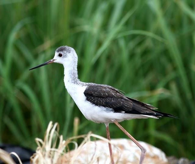 CIGÜEÑULAS Y AVOCETAS-AVOCET AND BLACK WINGED STILT(DELTA DEL EBRO JULIO 2011)