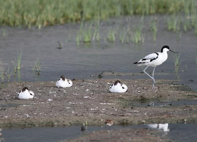 CIGÜEÑULAS Y AVOCETAS-AVOCET AND BLACK WINGED STILT(DELTA DEL EBRO JULIO 2011)