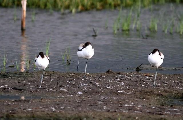 CIGÜEÑULAS Y AVOCETAS-AVOCET AND BLACK WINGED STILT(DELTA DEL EBRO JULIO 2011)