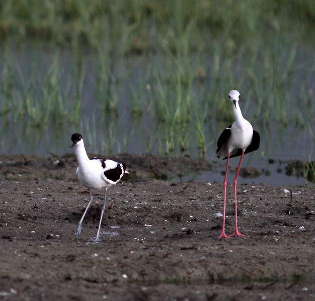 CIGÜEÑULAS Y AVOCETAS-AVOCET AND BLACK WINGED STILT(DELTA DEL EBRO JULIO 2011)