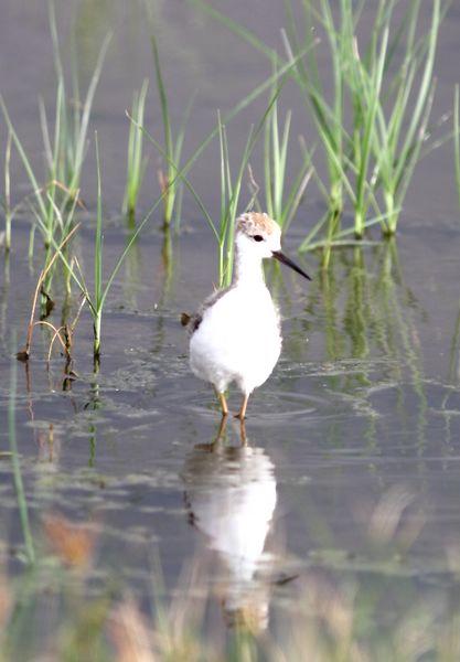 CIGÜEÑULAS Y AVOCETAS-AVOCET AND BLACK WINGED STILT(DELTA DEL EBRO JULIO 2011)