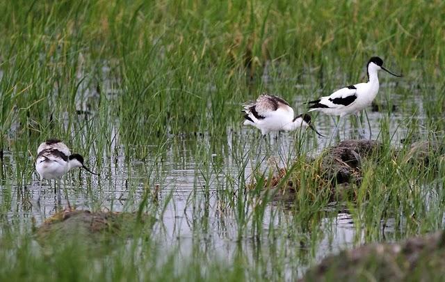 CIGÜEÑULAS Y AVOCETAS-AVOCET AND BLACK WINGED STILT(DELTA DEL EBRO JULIO 2011)