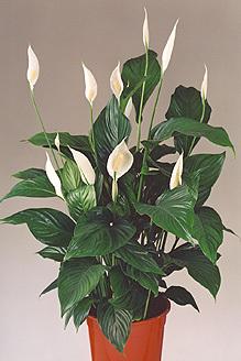 Spatifilium/Spathiphyllum Alfetta/ cuidados básicos Spatifilium/Spathiphyllum Alfetta/ cuidados básicos