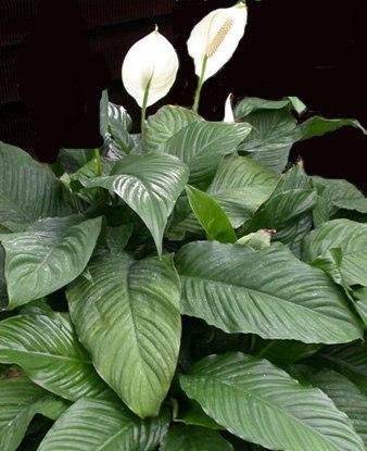 Spatifilium/Spathiphyllum Alfetta/ cuidados básicos http://fotos0.mundofotos.net/2009/27_06_2009/funny_flowers1246095838/spatifilium.jpg