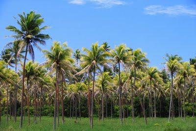 Cómo preparar leche de coco en casa Cómo preparar leche de coco en casa