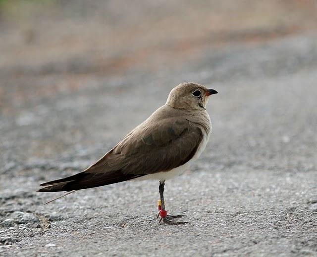 CANASTERA COMÚN-GLAREOLA PRATINCOLA-COLLARED PRANTICOLE CANASTERA COMÚN-GLAREOLA PRATINCOLA-COLLARED PRANTICOLE