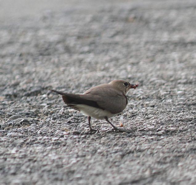 CANASTERA COMÚN-GLAREOLA PRATINCOLA-COLLARED PRANTICOLE CANASTERA COMÚN-GLAREOLA PRATINCOLA-COLLARED PRANTICOLE