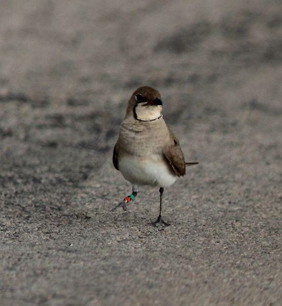 CANASTERA COMÚN-GLAREOLA PRATINCOLA-COLLARED PRANTICOLE CANASTERA COMÚN-GLAREOLA PRATINCOLA-COLLARED PRANTICOLE
