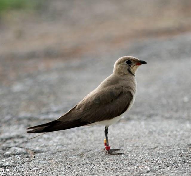 CANASTERA COMÚN-GLAREOLA PRATINCOLA-COLLARED PRANTICOLE CANASTERA COMÚN-GLAREOLA PRATINCOLA-COLLARED PRANTICOLE