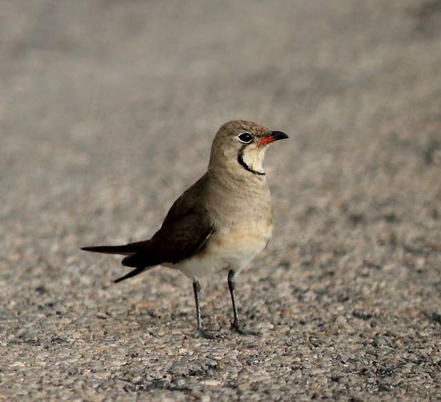 CANASTERA COMÚN-GLAREOLA PRATINCOLA-COLLARED PRANTICOLE CANASTERA COMÚN-GLAREOLA PRATINCOLA-COLLARED PRANTICOLE