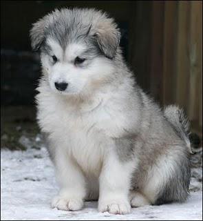 ALASKAN MALAMUTE